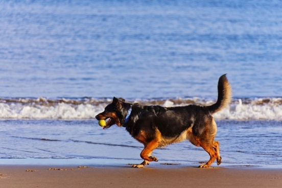 dog_on_the_beach