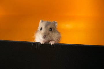 ziggy-the-hamster-1359484